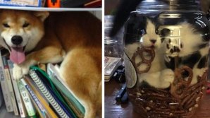 FOTOGRAFII BESTIALE cu animale care se ascund sau adorm în cele mai ciudate locuri