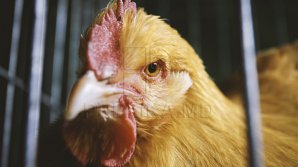 Secretul bine păzit al găinilor. Este ascuns în ADN-ul lor. Vei rămâne UIMIT de CE VEI AFLA