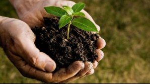 O Capitală mai verde. 13 mii de arbori şi cinci mii de arbuşti, sădiţi de sute de VOLUNTARI