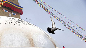 RECORD: Un porumbel a fost vândut la o licitaţie cu 1,25 milioane de euro