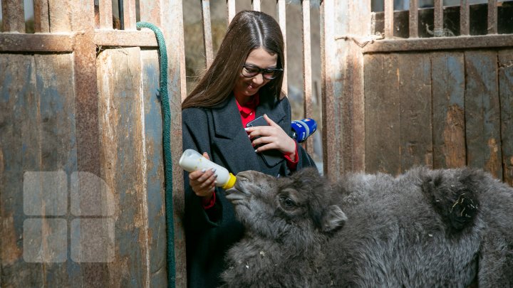 SĂRBĂTOARE la ZOO din Capitală. S-a născut un pui de cămilă. Află povestea lui (FOTOREPORT)