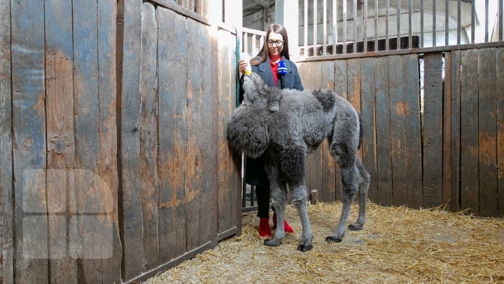 SĂRBĂTOARE la ZOO din Capitală. S-a născut un pui de cămilă. Află povestea lui (FOTOREPORT)