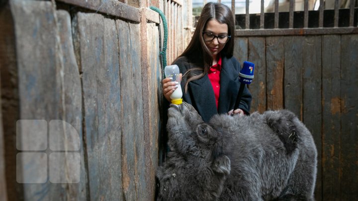 SĂRBĂTOARE la ZOO din Capitală. S-a născut un pui de cămilă. Află povestea lui (FOTOREPORT)