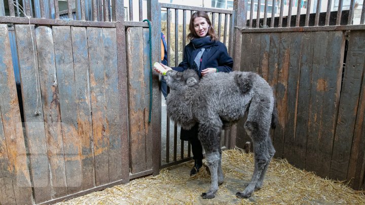 SĂRBĂTOARE la ZOO din Capitală. S-a născut un pui de cămilă. Află povestea lui (FOTOREPORT)