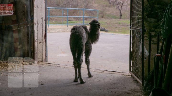 SĂRBĂTOARE la ZOO din Capitală. S-a născut un pui de cămilă. Află povestea lui (FOTOREPORT)