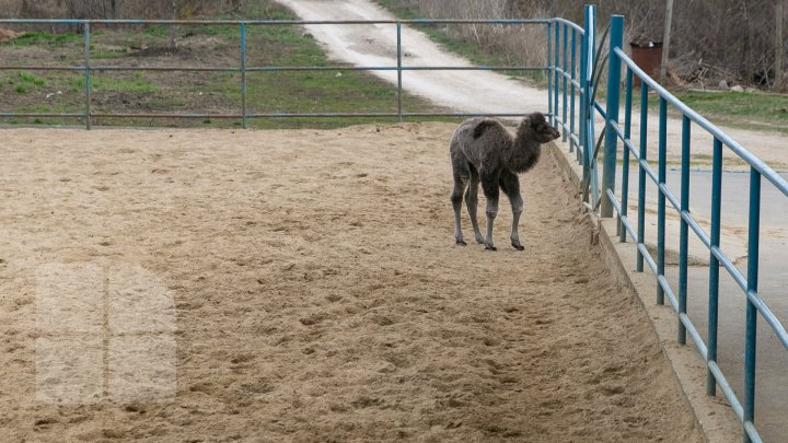 SĂRBĂTOARE la ZOO din Capitală. S-a născut un pui de cămilă. Află povestea lui (FOTOREPORT)