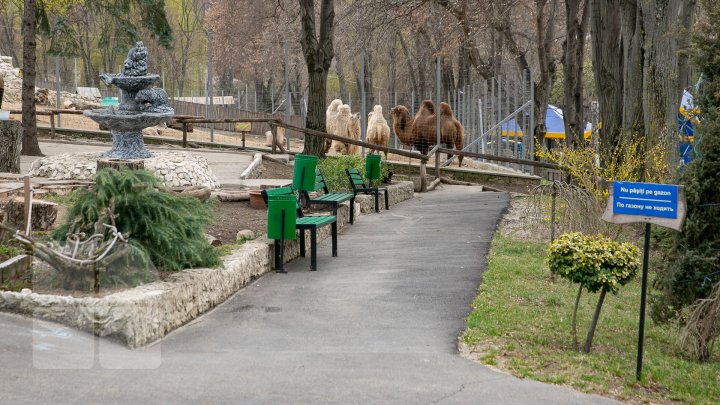 SĂRBĂTOARE la ZOO din Capitală. S-a născut un pui de cămilă. Află povestea lui (FOTOREPORT)