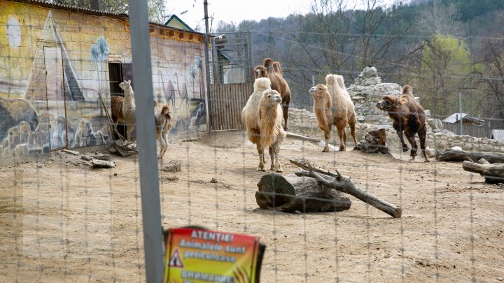 SĂRBĂTOARE la ZOO din Capitală. S-a născut un pui de cămilă. Află povestea lui (FOTOREPORT)