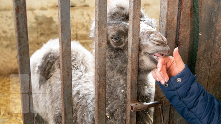 SĂRBĂTOARE la ZOO din Capitală. S-a născut un pui de cămilă. Află povestea lui (FOTOREPORT)