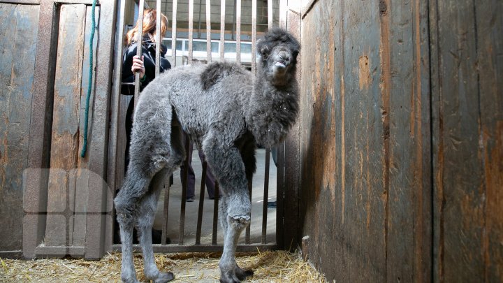 SĂRBĂTOARE la ZOO din Capitală. S-a născut un pui de cămilă. Află povestea lui (FOTOREPORT)