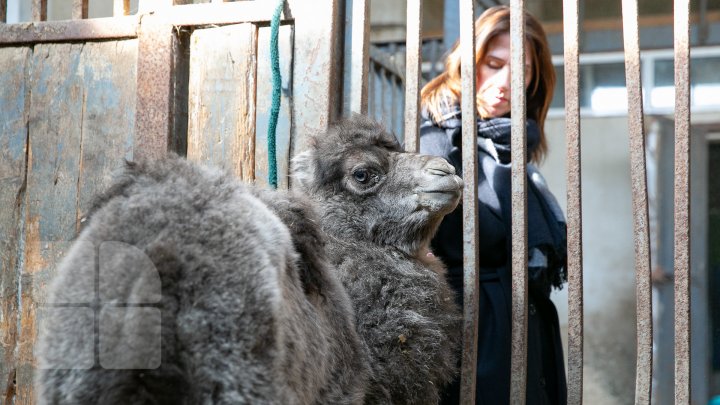 SĂRBĂTOARE la ZOO din Capitală. S-a născut un pui de cămilă. Află povestea lui (FOTOREPORT)