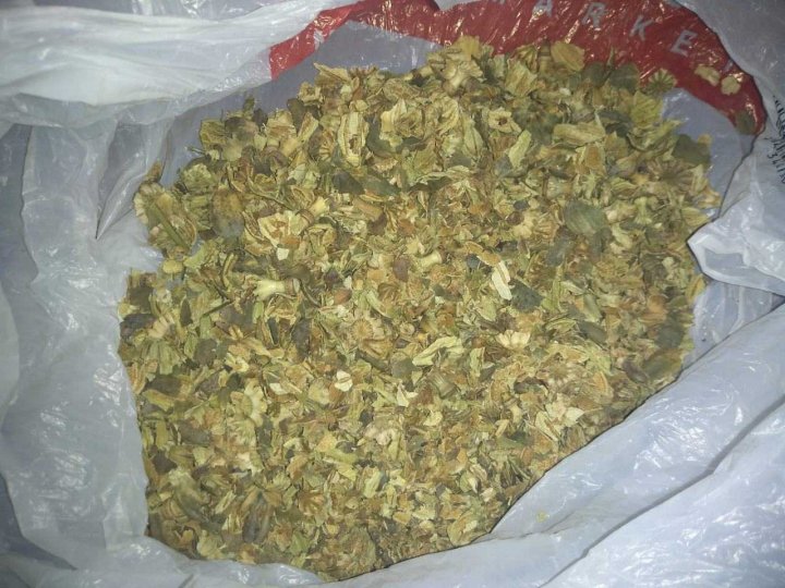 Șase persoane din Ungheni riscă ani grei de închisoare pentru comercializare de marijuana (FOTO)