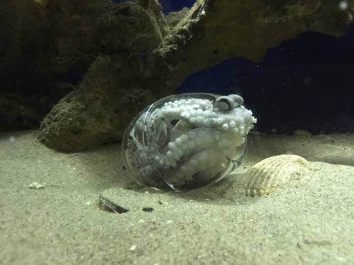 FOTOGRAFII BESTIALE cu animale care se ascund sau adorm în cele mai ciudate locuri