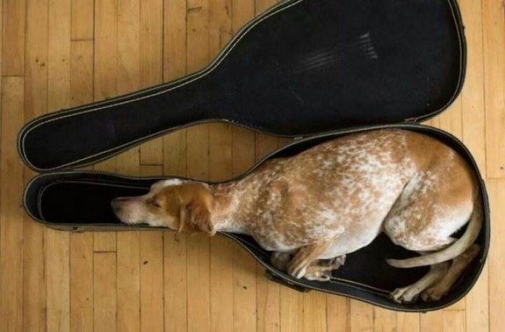 FOTOGRAFII BESTIALE cu animale care se ascund sau adorm în cele mai ciudate locuri