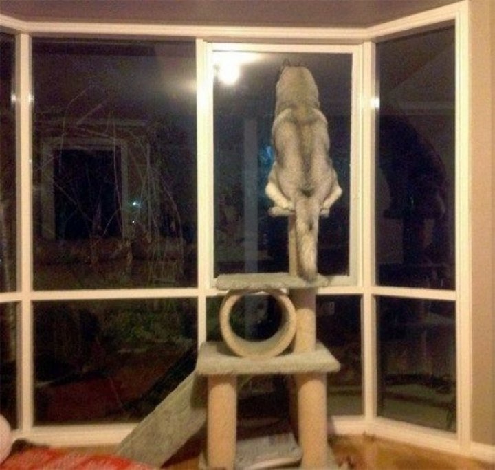 FOTOGRAFII BESTIALE cu animale care se ascund sau adorm în cele mai ciudate locuri