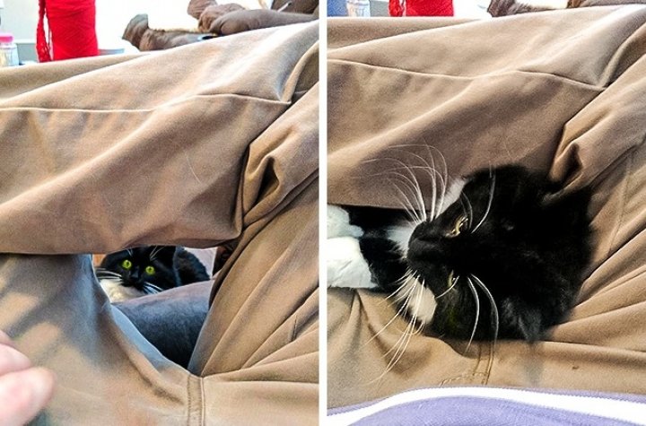 FOTOGRAFII BESTIALE cu animale care se ascund sau adorm în cele mai ciudate locuri