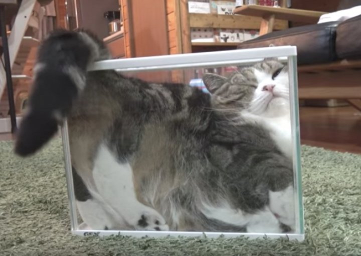 FOTOGRAFII BESTIALE cu animale care se ascund sau adorm în cele mai ciudate locuri