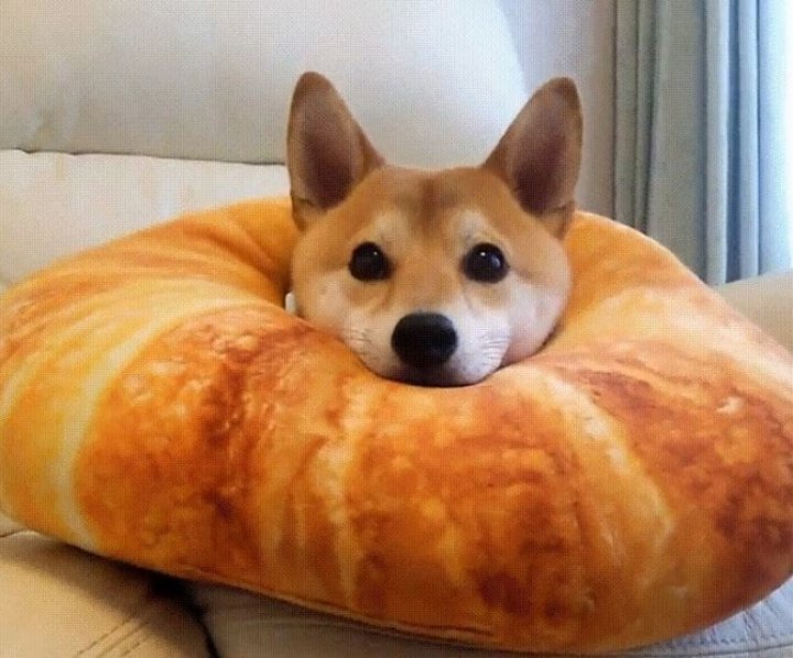 FOTOGRAFII BESTIALE cu animale care se ascund sau adorm în cele mai ciudate locuri