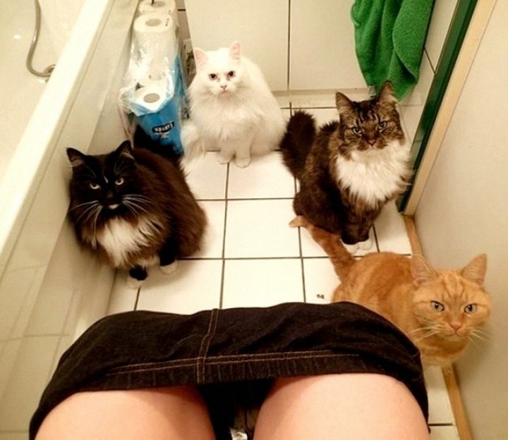 FOTOGRAFII BESTIALE cu animale care se ascund sau adorm în cele mai ciudate locuri