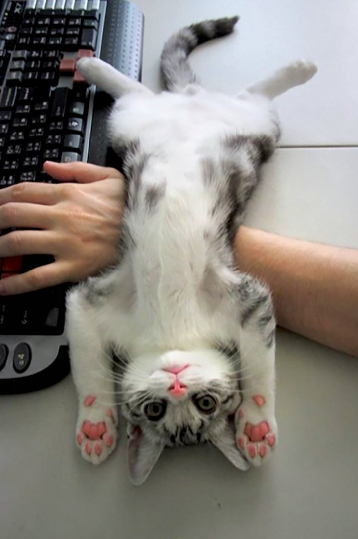 FOTOGRAFII BESTIALE cu animale care se ascund sau adorm în cele mai ciudate locuri