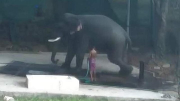 Un bărbat a murit STRIVIT de un elefant. A alunecat sub el exact după ce l-a LOVIT