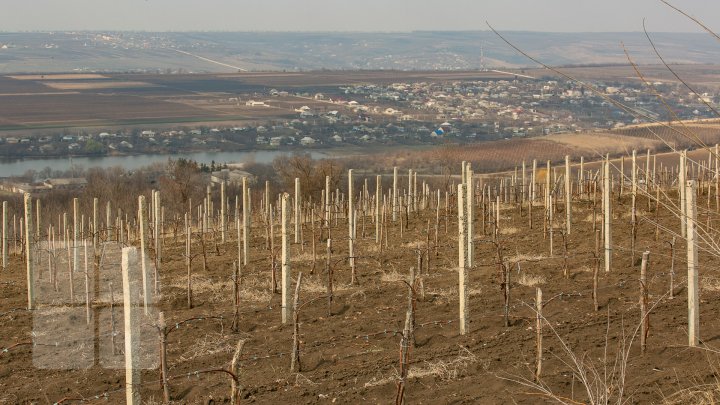 Agricultorii din Nisporeni curăţă viţa-de-vie după o tehnologie germană. Ce presupune aceasta (FOTOREPORT)