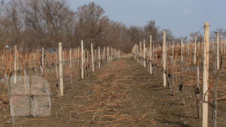 Agricultorii din Nisporeni curăţă viţa-de-vie după o tehnologie germană. Ce presupune aceasta (FOTOREPORT)