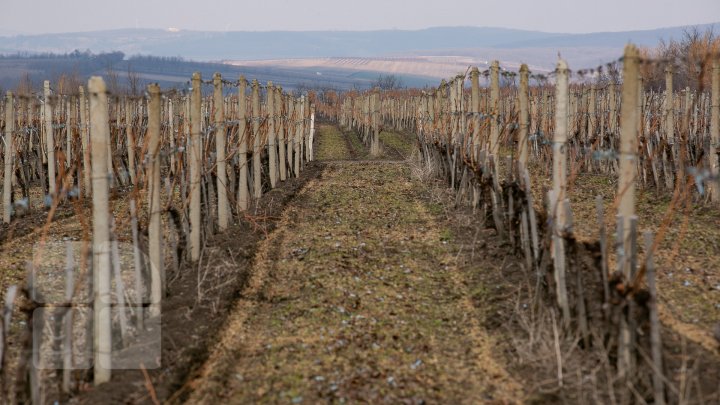 Agricultorii din Nisporeni curăţă viţa-de-vie după o tehnologie germană. Ce presupune aceasta (FOTOREPORT)