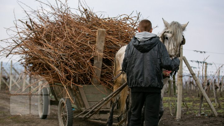 Agricultorii din Nisporeni curăţă viţa-de-vie după o tehnologie germană. Ce presupune aceasta (FOTOREPORT)