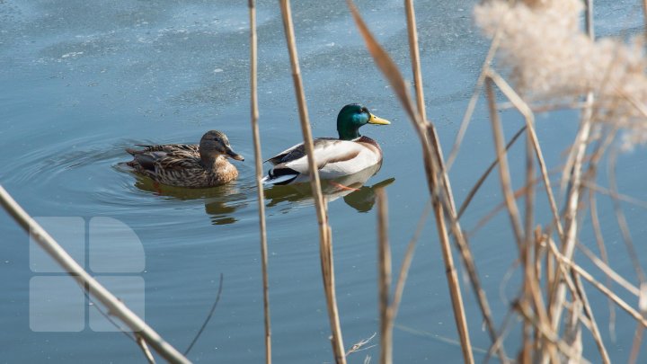 VEŞTI PROASTE de la meteo pentru următoarele zile. Anunţul sinopticienilor