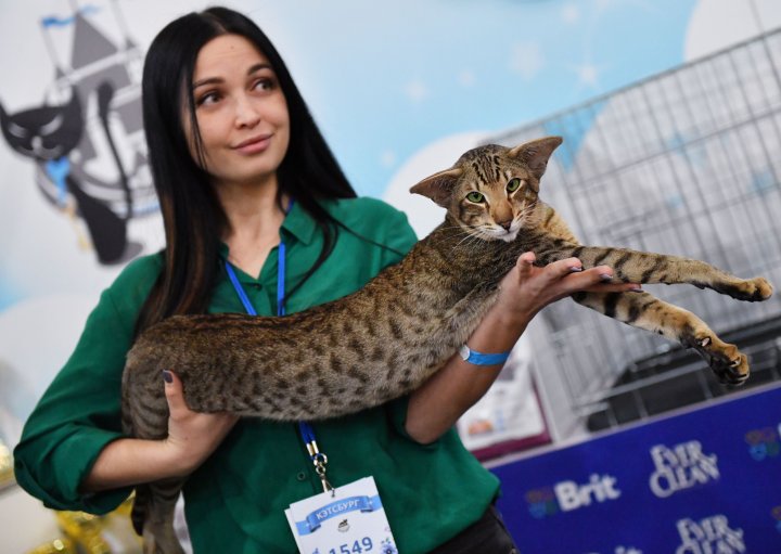 IMAGINI IREZISTIBILE de la concursul celor mai frumoase pisici de rasă din Rusia