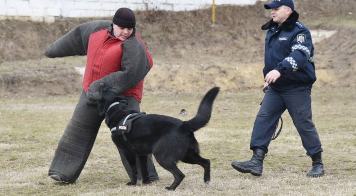 AVENTURĂ NEOBIŞNUITĂ pentru zeci de copii de la o grădiniţă din Capitală. Au văzut ce știe să facă un câine poliţist (FOTO)