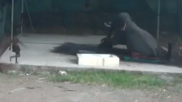 Un bărbat a murit STRIVIT de un elefant. A alunecat sub el exact după ce l-a LOVIT