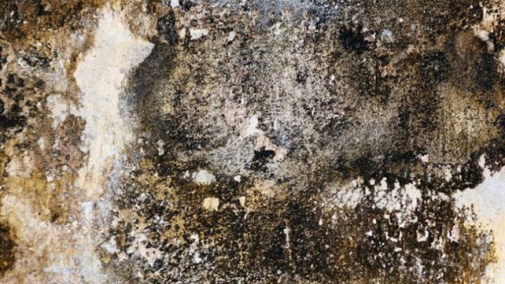 Bine de știut! Simptome care îţi spun că eşti intoxicat cu mucegai