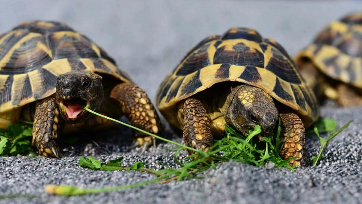 Un bărbat a vrut să fugă cu trei ţestoase. le-a pus într-o cutie şi a spus că sunt PRĂJITURI