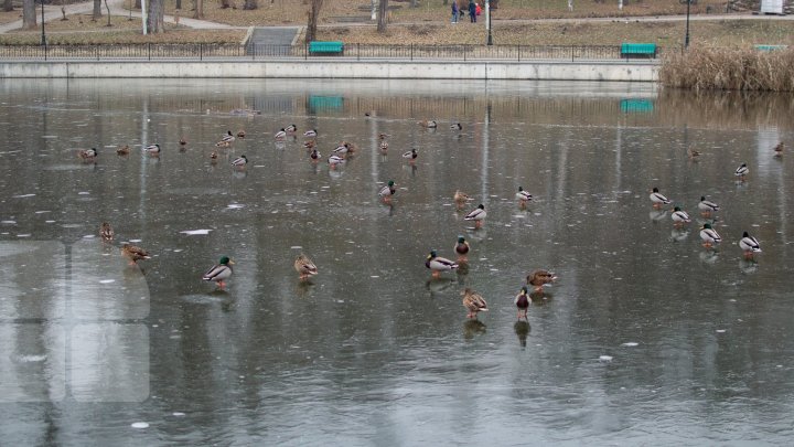 DATE ÎNGRIJORĂTOARE: Bazinele din ţară sunt poluate