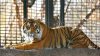 Un tigru de la grădina zoologică din Kansas, SUA, şi-a ATACAT ÎNGRIJITOAREA. Femeia e MUTILATĂ