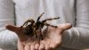 Peste 700 de tarantule vii, găsite ascunse în cutii de ovăz. Bărbatul dorea să le vândă pe piața neagră drept animale de companie