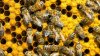 Situație alarmantă pentru apicultorii moldoveni. Peste 2 mii de familii de albini au început să moară