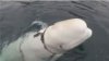 O balenă-spion a fost descoperită în largul insulei norvegiene Ingoya