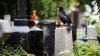 Forfotă în cimitire: Rudele şi apropiaţii răposaţilor fac ordine în preajma mormintelor