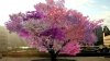 Un copac din New York crește 40 de fructe diferite. Un arbore costă 30.000 de dolari (VIDEO)