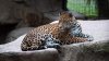 Primul jaguar din lume conceput prin inseminare artificială a fost mâncat de mama sa (VIDEO)