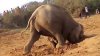 Un elefant a reuşit să uimească o lume întreagă după ce a săpat timp de 12 ore fără oprire. Ce a scos de sub pământ (FOTO)