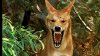 Un copil aflat în camping cu familia, în Australia, salvat de tatăl său din gura unui dingo