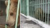 CAZ BIZAR: O ursoaică execută pedeapsa de închisoare pe viaţă într-un penitenciar, alături de deţinuţi