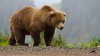 Urşii, SPAIMA locuitorilor dintr-o comună din România. Animalele au dat buzna în mai multe gospodării