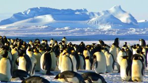 DEZASTRU ECOLOGIC în Antarctica! O furtună fără precedent a distrus tot în calea ei