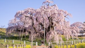 IMAGINI SPECTACULOASE. Cireşul milenar din Japonia A ÎNFLORIT (VIDEO)