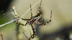 ATENȚIE. Una dintre cele mai periculoase specii de PĂIANJENI din lume A APĂRUT ÎN MOLDOVA